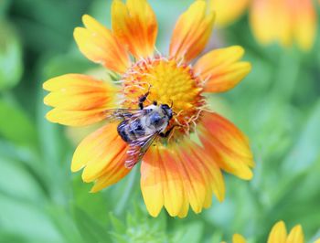 Close-up of bee on yellow flower