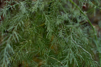 Full frame shot of plants growing on field