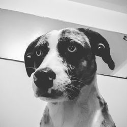 Close-up portrait of dog