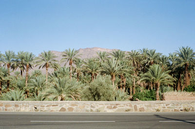 Road amidst trees against clear sky