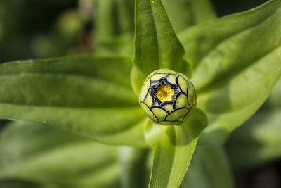 Close-up of insect on plant