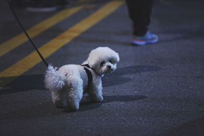 Low section of man with dog walking on zebra crossing