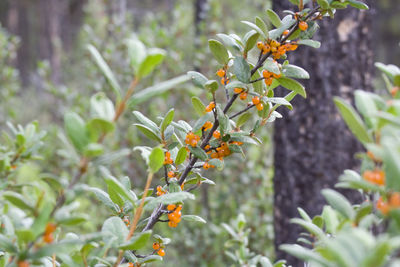 Close-up of fruit growing on tree