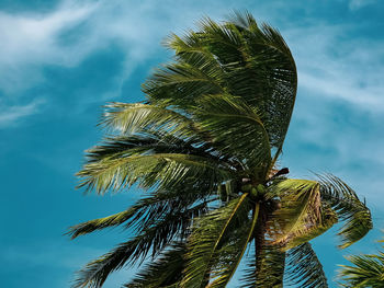 Low angle view of coconut palm tree against blue sky