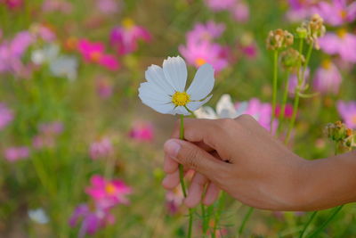 Cropped hand of woman holding white flower blooming on field