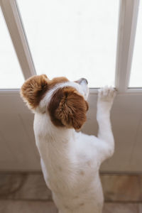 High angle view of dog sitting on window