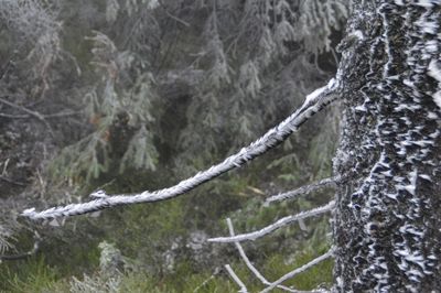 Close-up of tree trunk during winter