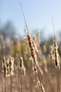 Close-up of stalks on field against sky