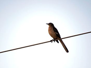 Low angle view of bird perching on cable against sky