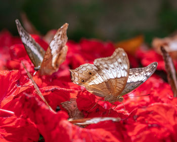 Close-up of butterfly pollinating on flower