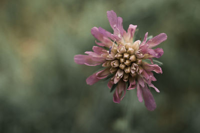 Close-up of pink flower