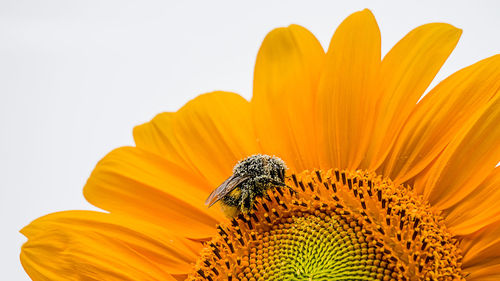 Bumblebee pollinating on sunflower with white background. bumble bee. humble-bee on helianthus.