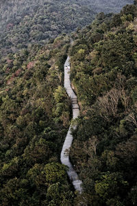 Aerial view of bridge amidst forest