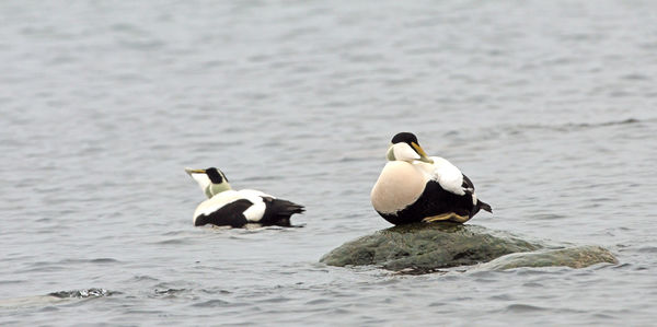 Ducks swimming in lake