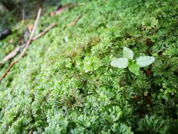 Close-up of green leaves