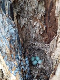 High angle view of nest on tree