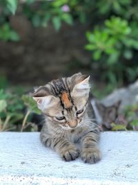 Close-up of kitten sitting on retaining wall