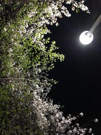 Low angle view of tree against sky at night