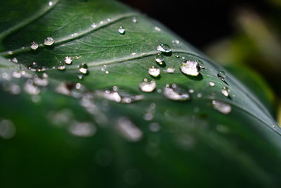 Close-up of raindrops on leaves