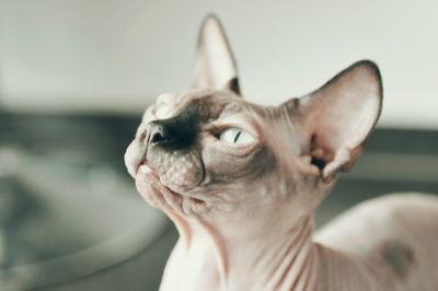 Close-up of a cat looking away