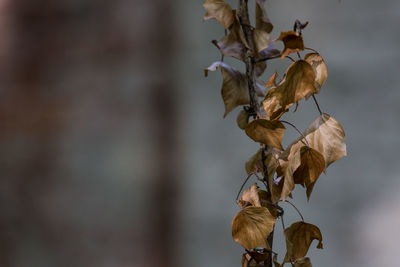 Close-up of wilted plant