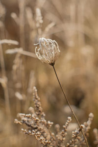 Close-up of snail on dry plant