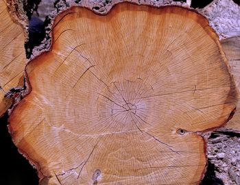 Close-up of tree stump