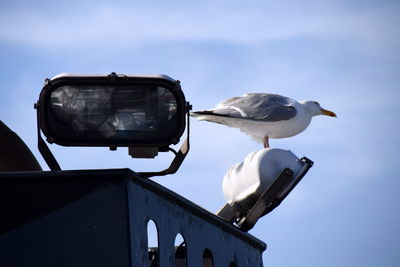 Low angle view of seagull on halogen light against sky