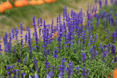 Close-up of purple flowering plants on field