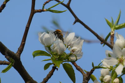 Low angle view of cherry blossoms against sky