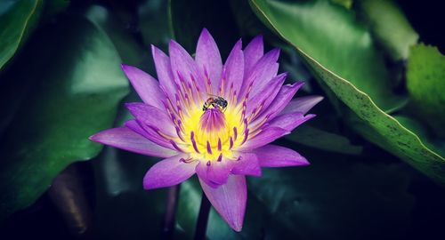 Close-up of purple lotus water lily