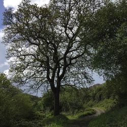 Scenic view of grassy field against sky