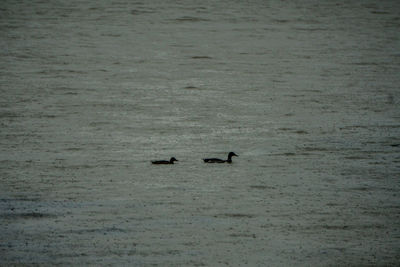 Birds swimming in lake