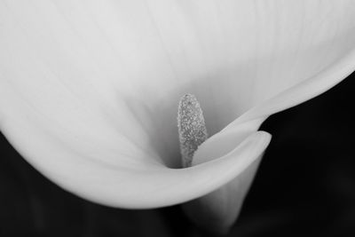 Close-up of white flowers