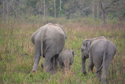 Elephant family ata their natural habitat