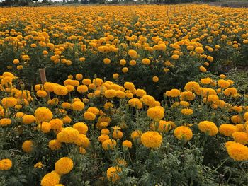 Yellow flowering plants on field