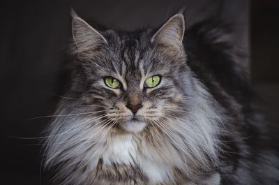 Close-up portrait of maine coon