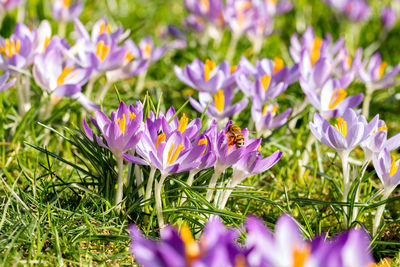 Close-up of purple crocus flowers on field