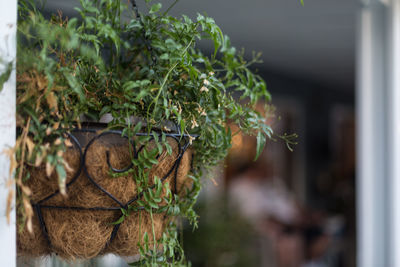 Close-up of snake on plant