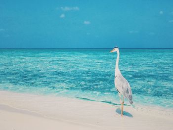 View of bird on beach