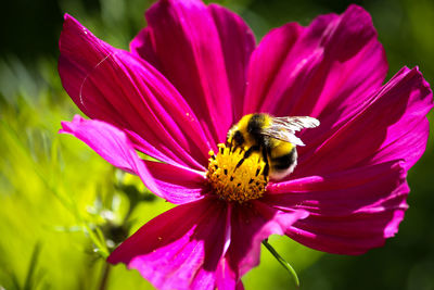 Close-up of honey bee pollinating on pink flower