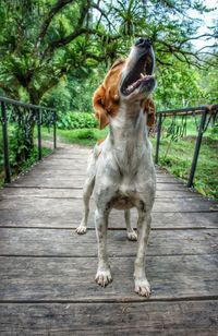 Dog looking away on footpath