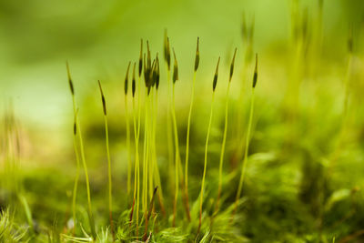 Close-up of grass growing on field