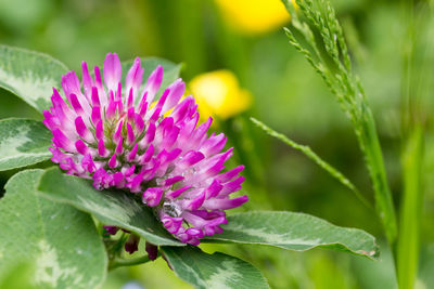 Close-up of pink thistle blooming outdoors