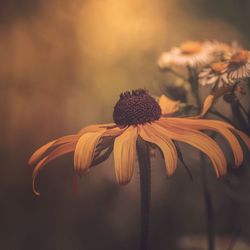 Close-up of coneflowers blooming outdoors