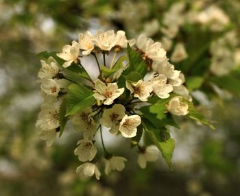 Close-up of white flowering plant