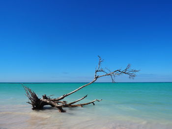 View of driftwood on beach against clear blue sky