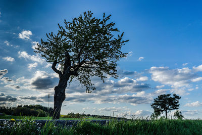 Tree on field against sky