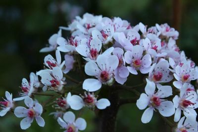 Close-up of white flowers blooming