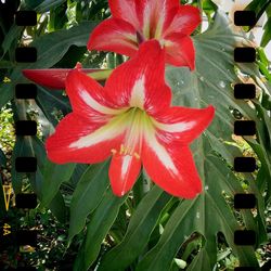 Close-up of red flowering plant